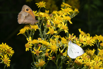 Butterflies on yellow flower