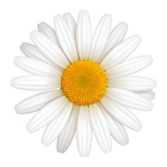 Detailed white daisy with yellow center