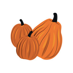 Orange pumpkins on a white background, harvest festival - Vector illustration