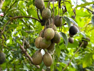 Close up shows ambarella fruits hanging from the branch in daylight high resolution photo