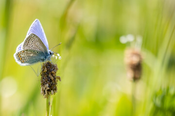 Butterfly on flower