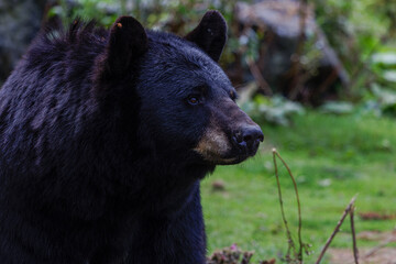 Obraz premium Close-up of a black bear in a natural setting, looking to the side.