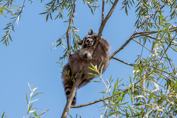 A raccoon (Procyon lotor) perched on a tree branch against a clear blue sky.