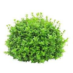 Fototapeta premium Green shrub bush PNG, lush foliage plant cluster, natural garden greenery for landscaping and botanical design isolated on Transparent Background