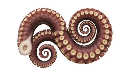 Isolated Brown Octopus Tentacle Spiral Close-up, Underwater Sea Creature, Marine Invertebrate