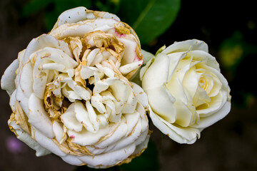 A withered rose in the garden. Wilted flowers. A withered rose with faded petals that have lost...