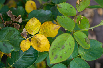 Diplocarpon rosae. Rose leaves affected by black spot disease.
Black spots on yellow rose leaves.