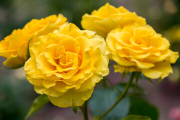 Inflorescence of yellow roses. Beautiful yellow roses bloom in summer.