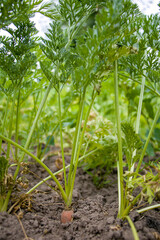 Growing carrots. Carrots grow in soil outdoors.