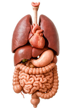 Human Internal Organ Diagram