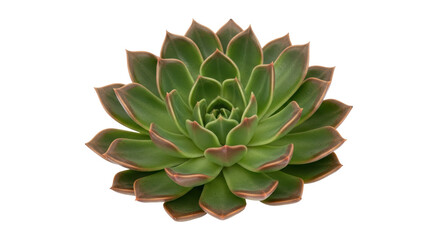 Isolated green succulent plant with red edges, nature photography, fresh and vibrant