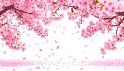 Blossoming cherry blossoms