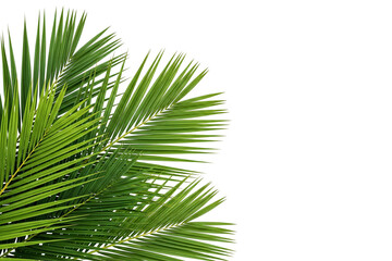 Fototapeta premium palm leaf isolated on white background
