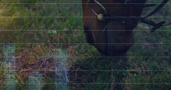Fototapeta Grazing horse head wearing leather bridle and bit in field, with grid chart overlay, copy space