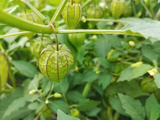 Groundcherry plant (Groundcherry) in outdoor garden, close up view 
