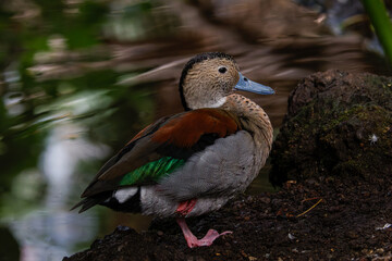A colorful duck (Callonetta leucophrys) with a blue bill and vibrant plumage stands on a rock by the water.