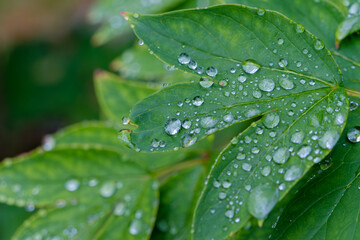 緑の葉にきらめく透明な水滴のマクロ撮影
