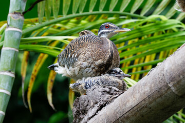 Sunbittern bird (Eurypyga helias) with chick on a nest in tropical foliage.