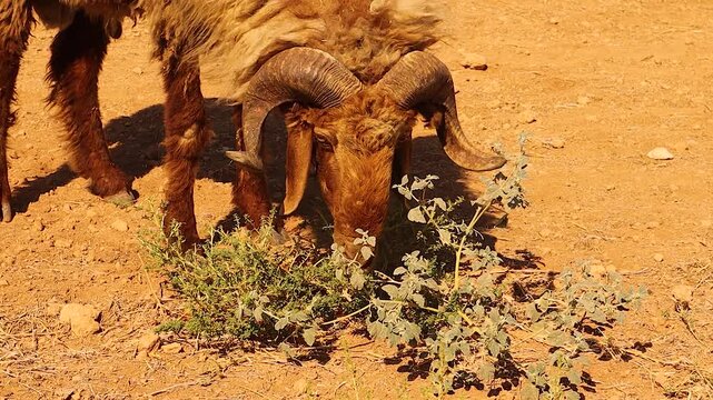 Syrian Awassi ram grazing in the desert, at the end of the scene uses its strong curved horns to cut wild grass in a rare and unique behavior, ideal for wildlife, farming, nature themes, and sheep
