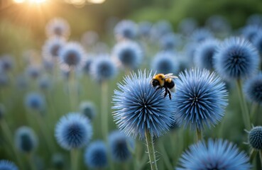 Close-up of round, spiky blue echinops flowers in summer garden. Bee collects pollen from globular thistle heads. Botanical, nature, flora, perennial, medicinal herb elements.