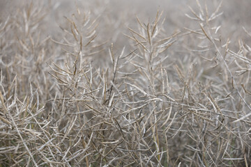 Fototapeta premium Closeup of dry rapeseed pods in the field. Natural agricultural texture, concept of harvest, farming and organic rural production