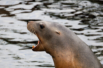 Close-up of a sea lion with open mouth near water surface.