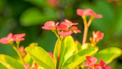 Close-up of vibrant pink flowers (5)