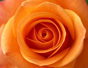 Orange Rose Close-Up/Macro Photography