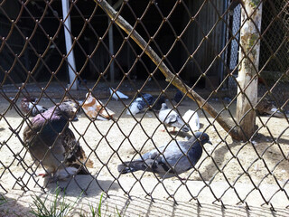Pigeons gathering in an urban enclosure during midday