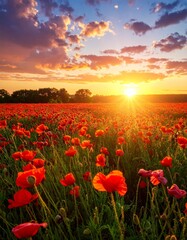Vibrant Red Poppy Field at Sunset