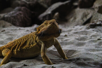 Bearded dragon lizard on sandy terrain in a natural habitat.