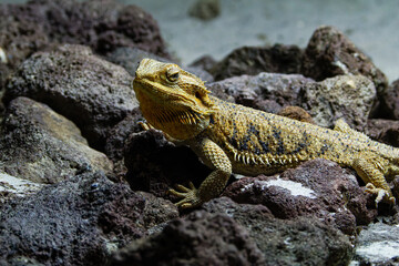 A close-up of a bearded dragon resting on rocky terrain, showcasing its textured skin and vibrant colors