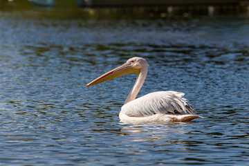 A pelican gracefully floating on a calm lake under sunlight.