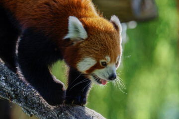 Red panda (Ailurus fulgens) climbing on a tree branch in a forest. With his tongue outside his...