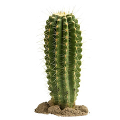 Tall green cactus with sharp spines growing in desert sand environment