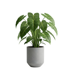 Realistic Plant Potted in Container For use indoors as a house plant and decoration, isolated on white or transparent background, PNG format.