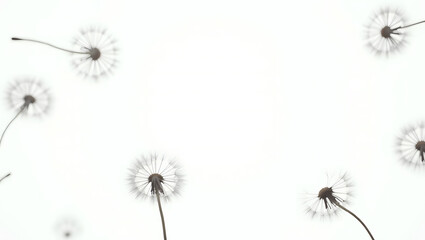 A Group of Dandelions with Seeds Blowing in the Wind on a White Background