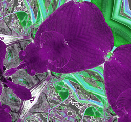 purple mutated flower petal