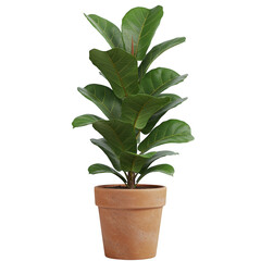 Fiddle leaf fig plant in terracotta pot isolated on transparent background
