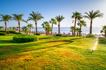 Obraz premium Palm trees against backdrop of turquoise sea in morning. Seaside holiday resort on Red Sea, Marsa Alam, Egypt, Africa.