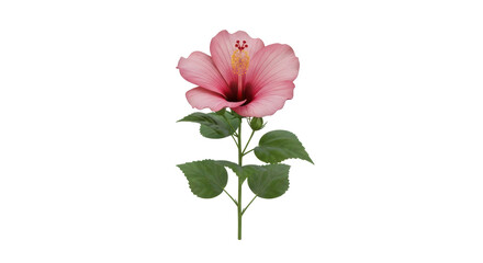 Isolated pink hibiscus flower with leaves, single bloom and vibrant red center is elegant