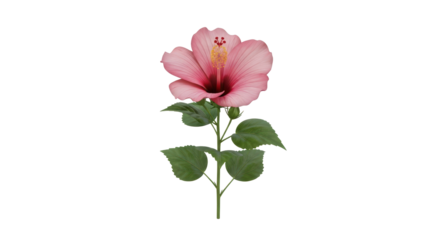 Isolated pink hibiscus flower with leaves, single bloom and vibrant red center is elegant