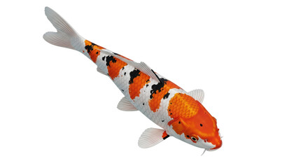 Isolated Koi fish, colorful and spotted, swimming toward viewer, in vivid detail and resolution © Maria