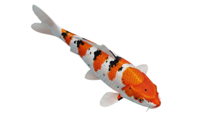 Isolated Koi fish, colorful and spotted, swimming toward viewer, in vivid detail and resolution