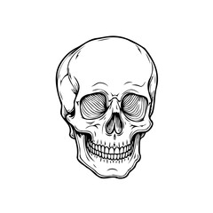 Monochrome skull illustration displays intricate line work symbolizing mortality and human
