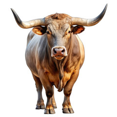 Fototapeta premium cow isolated on white