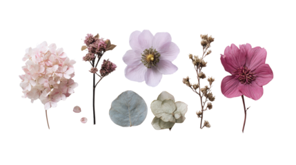 Minimalist flower flat layTransparent background, PNG file