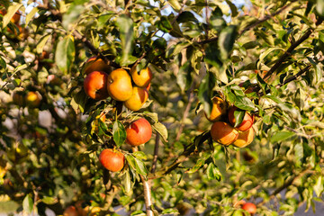 Bright red and yellow apples hang from lush green branches in an orchard on a sunny autumn day, showcasing the beauty of ripe fruit ready for harvest