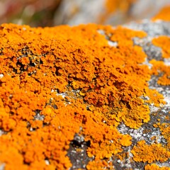 Closeup Lichen on Rock