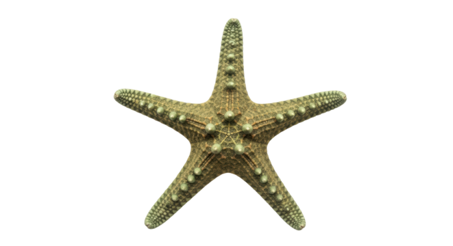 Isolated olive-green knobby sea star specimen against clean backdrop, marine invertebrate